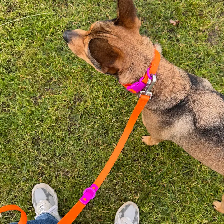 Fritz Hundkoppel – Det smarta kopplet för alla väder och alla hundpersonligheter