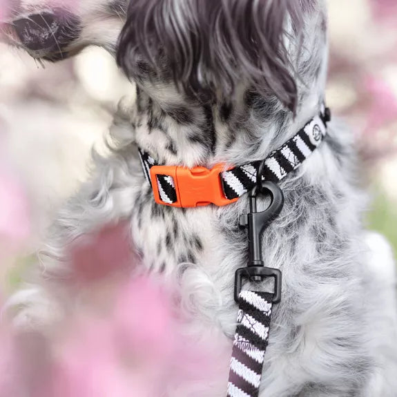 Dog Collar Walk Kit + Poop Bag Holder från det populära märket Barkalot