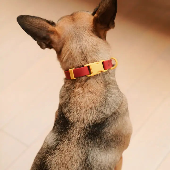 Fritz Hundhalsband – Det självklara valet för hundägare