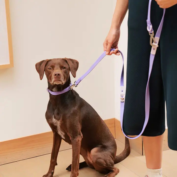 Fritz Hundkoppel – Det smarta kopplet för alla väder och alla hundpersonligheter
