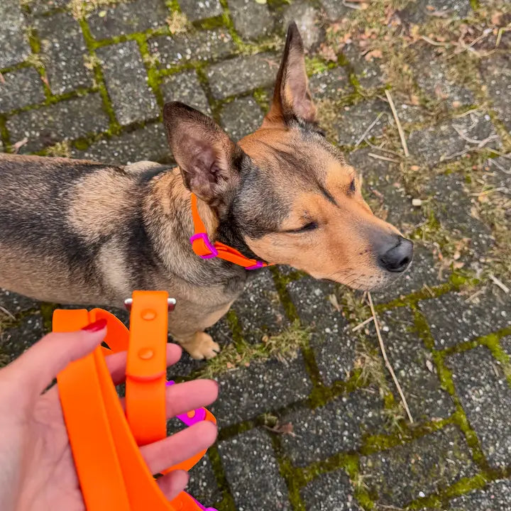 Fritz Hundkoppel – Det smarta kopplet för alla väder och alla hundpersonligheter