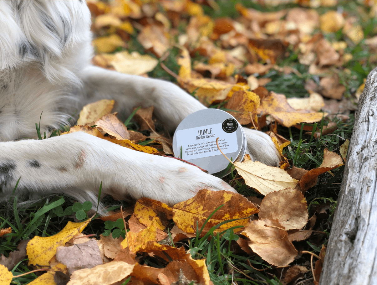 Humle raska tassar bland höstlöv och vit hund